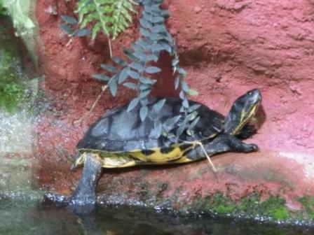 Mosie, eine Gelbwangenschmuckschildkröte